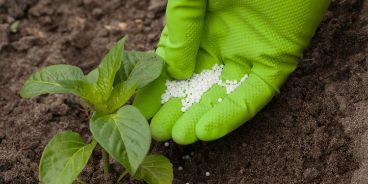 Fertilizer to pour in hand