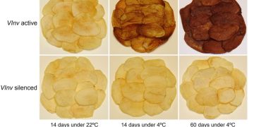 Unveiling the Secrets of Healthier Potato Chips: Breakthrough Research from Michigan State University