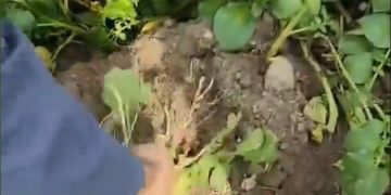 Meijer Potato’s ‘Sound’ Variety Poised for Success in Pakistan’s Growing Season