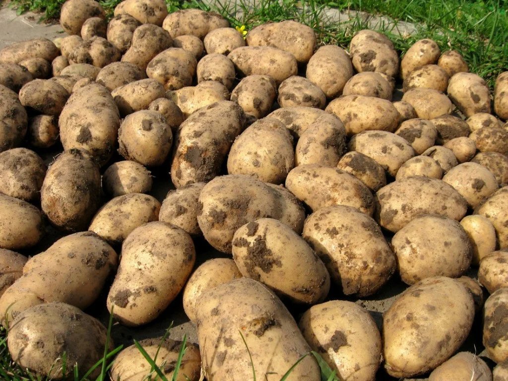 The Potato Harvest of 2023 in Northern Europe: A Tale of Divergence