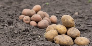 Mexican Potato Industry Faces Threat from US Imports