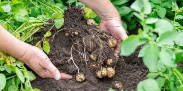 Drenthe Arable Farmers Lead the Way