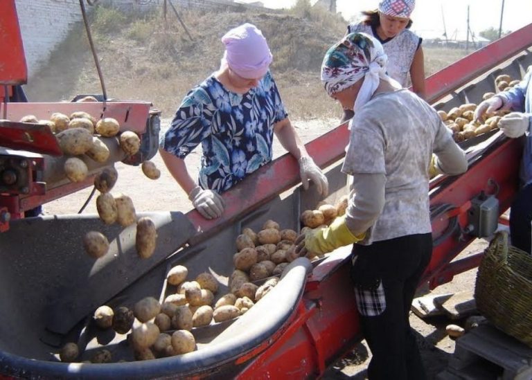 Este ano plantaranse máis patacas en Casaquistán 34 Plantaranse máis patacas en Casaquistán este ano