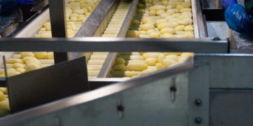 Industrial processing: the engine of potato production in Europe.