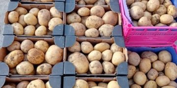 Anaïs Potato Variety: Exceptional Early Growth Delights Italian Growers