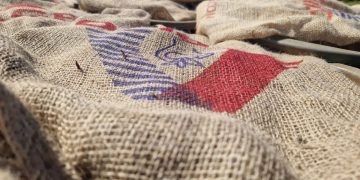 Optimus Land Trials: Agrico Varieties Sow Seeds of Sustainability