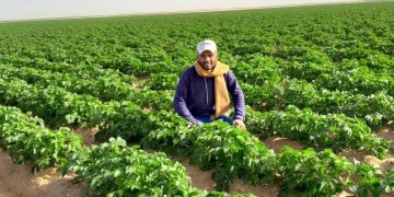 Photo report from our reader: Potato miracle in Sharq al-Aouinat