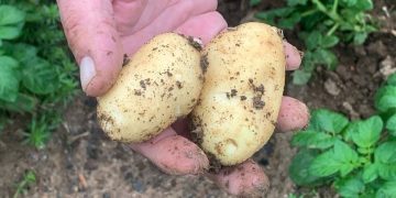 Inan Meijer Seed Unveils ACOUSTİC Potato Seeds: A Favorite Among Early Crop Producers in Datça