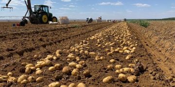 Potato Prices Drop for Third Consecutive Week in Brazilian Wholesale Markets as Rain Interrupts Harvest in Água Doce