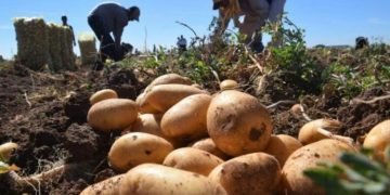 Spring Planting Season Begins in Matanzas, Cuba, with Focus on Potato Harvest and Banana Cultivation