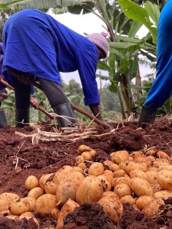 Faire progresser l'industrie semencière en Afrique&nbsp;: aperçus du congrès AFSTA 2024 à Mombasa, Kenya