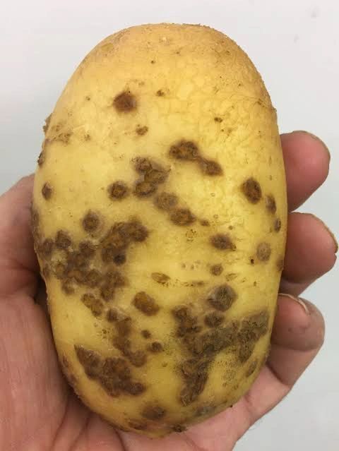 Comprendere le lenticelle gonfie: un disturbo comune delle patate