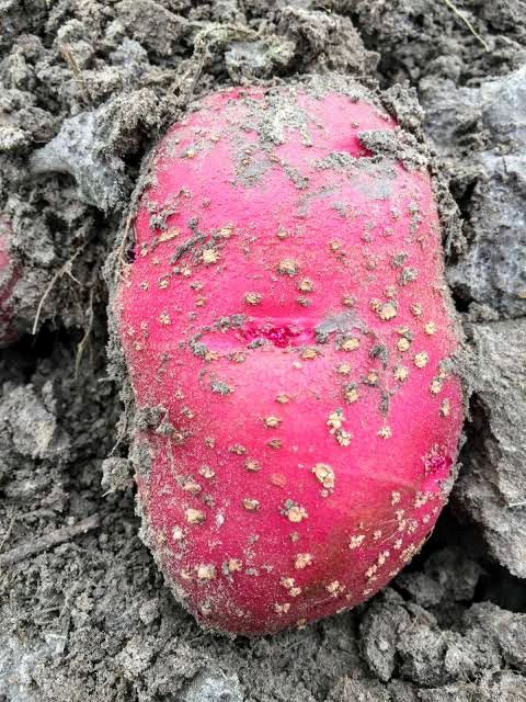 Comprendere le lenticelle gonfie: un disturbo comune delle patate