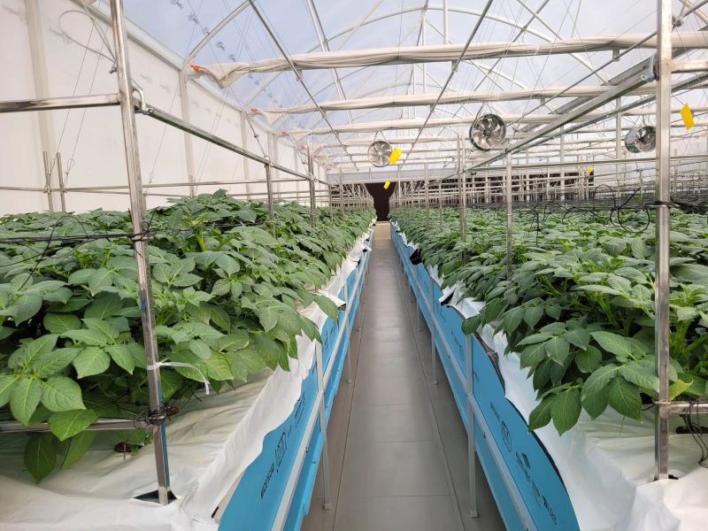 Innovatives Aeroponiksystem: Revolutionierung der Ernte durch problemloses Ernten