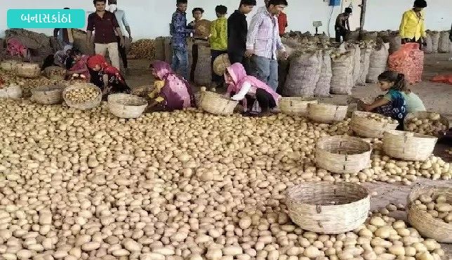 Banaskantha: Die Kartoffelgeschichte eines Gujarat-Distrikten