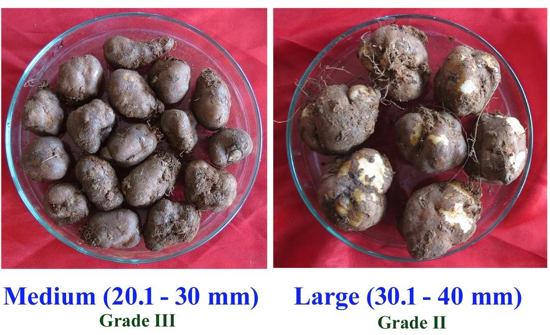 Il CTCRI indiano di Thiruvananthapuram sviluppa e ottiene il brevetto per una calibratrice cinese per patate basata sul calibro