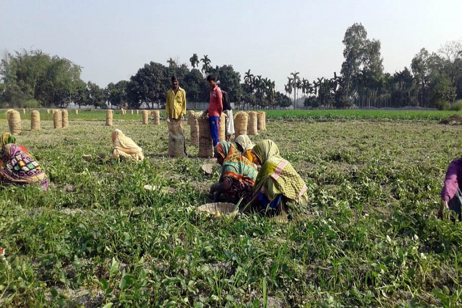 I coltivatori di patate del Bangladesh a Rangpur sono costernati dalla bassa produzione.