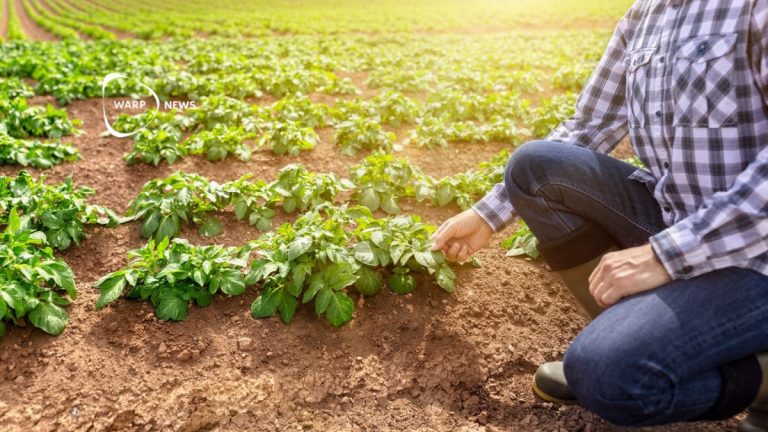 Genetically Modified Potatoes: Enhancing Yields and Reducing Pesticide Dependency in East and Central Africa 11 Genetically Modified Potatoes: Enhancing Yields and Reducing Pesticide Dependency in East and Central Africa