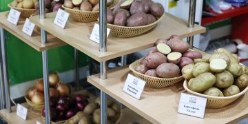 Homegrown Innovation vs. Imported Varieties: Revolutionizing Russia’s Potato Fields