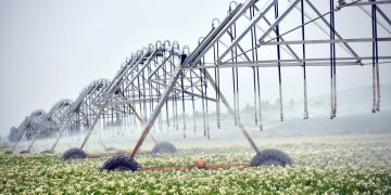 Calling All Potato Cultivators: Join the Irrigation Revolution!