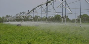 The Crucial Role of Timely Irrigation in Potato Cultivation