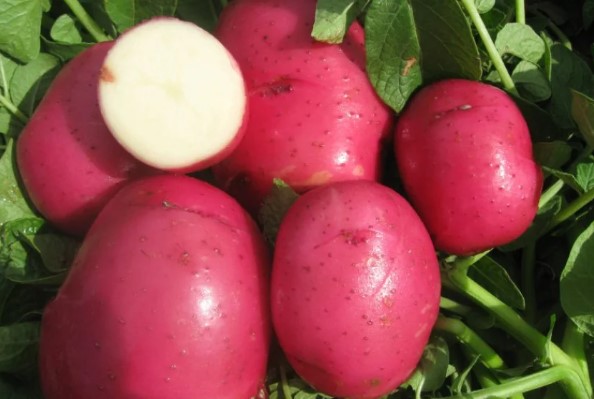 聖金曜日にジャガイモを植える: 伝統と現実