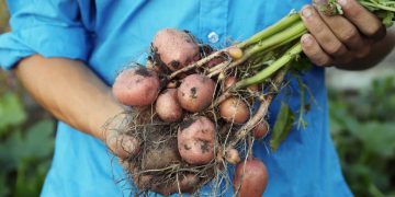 Calling All Innovators: Join Potatoes News in Advancing Agrotechnology