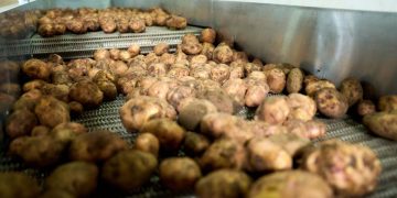 European Potato Processors Leading the Way Towards Sustainable Practices