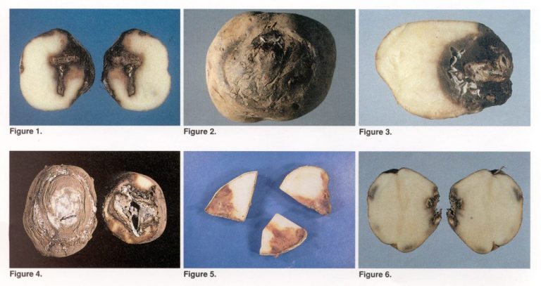Dry Rot of Potatoes