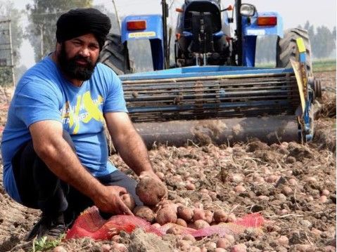 Pendjab, l'Inde, un « bol à graines » pour les pommes de terre