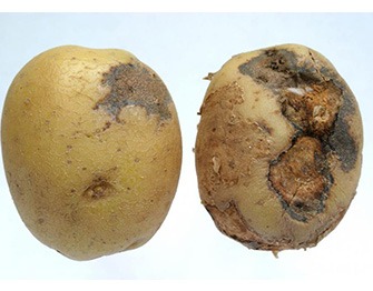 Control Of Root Rot In Potato
