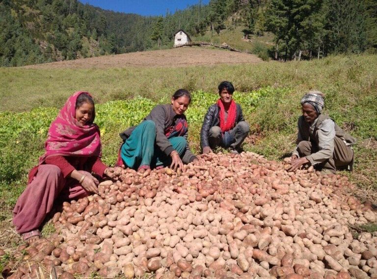 The Nepal’s Potato and its Legacy in Nepali Society