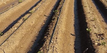 Navigating Potato Seed Challenges: Insights from Spain’s Spring Planting Season