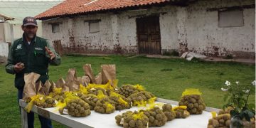 International Collaboration Yields Frost-Tolerant Potato Cultivars for Andean and Altiplano Regions