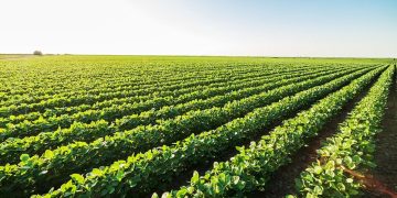 Vultus Unveils Cutting-Edge Disease Control Service