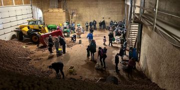 Harvest of Generosity: Islanders Gather Thousands of Pounds of Free Potatoes in Heartwarming Community Event