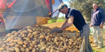 Reviving Potato Export: Mallorca’s Bountiful Harvest Signals Hope for European Markets