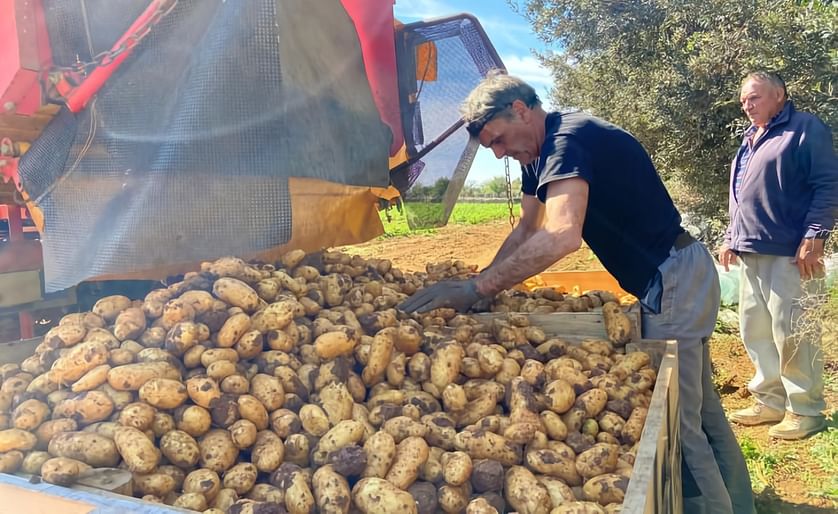 Rilanciare l'esportazione di patate: il raccolto abbondante di Maiorca segnala speranza per i mercati europei
