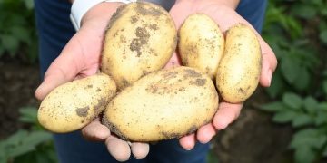 British potato suppliers are looking for new varieties