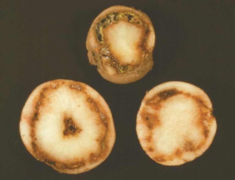 Understanding Ring Rot Disease in Potatoes