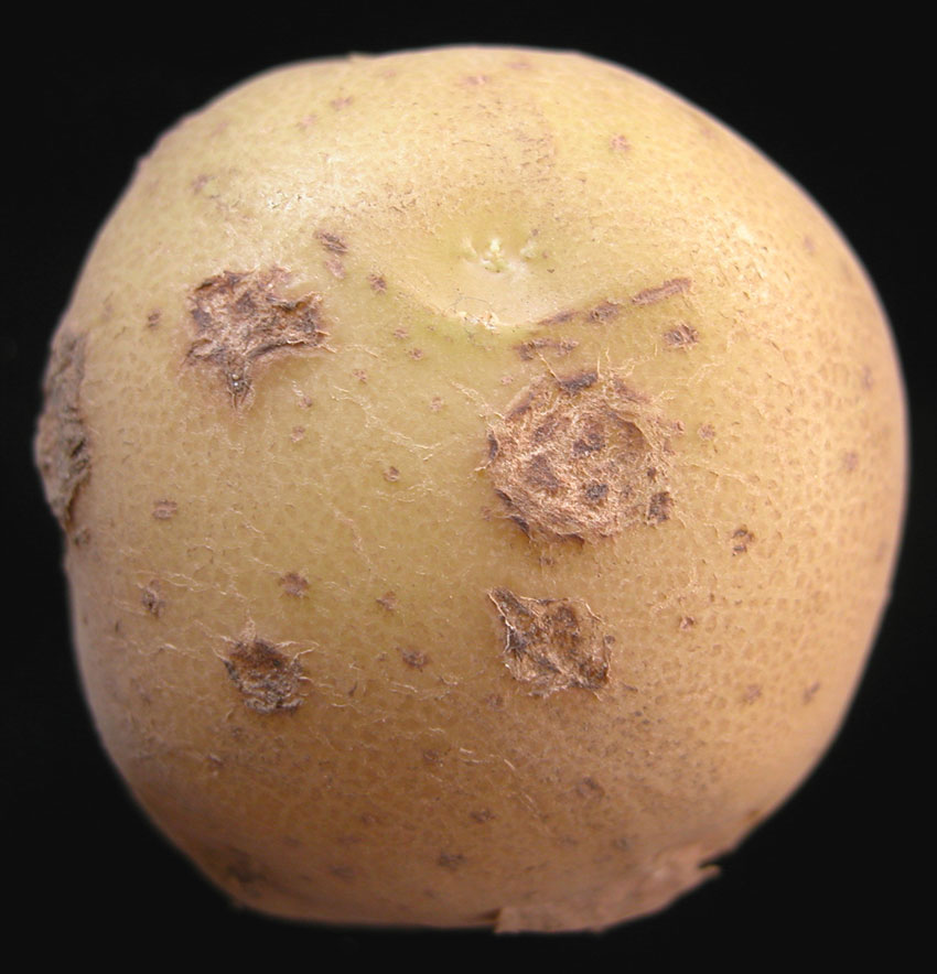 Understanding Potato Scab Infections 4 potato common scab 02 zoom