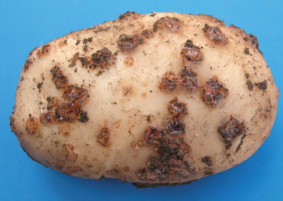 Understanding Potato Scab Infections 5 potato common scab 03 zoom