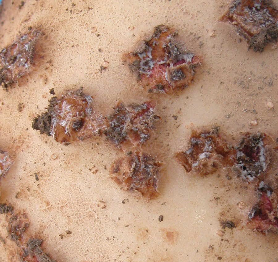 Understanding Potato Scab Infections 3 potato common scab 04 zoom