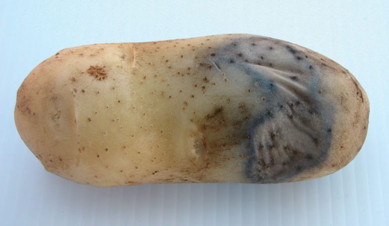 Pythium Leak disease in Potatoes