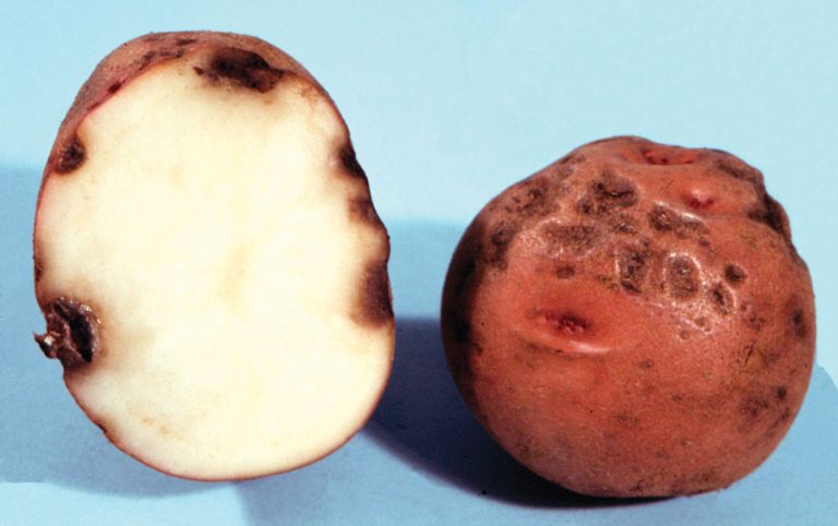 Disease in Potato :Phoma Rot or Pocket Rot 22 Disease in Potato :Phoma Rot or Pocket Rot
