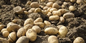 Nurturing Nature’s Bounty: Cuba’s Organic Potato Revolution