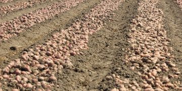 Government Grants EUR 80,000 for Research and Promotion in Spain