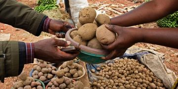 Unlocking the Potential of Potatoes: Building Sustainable Food Systems