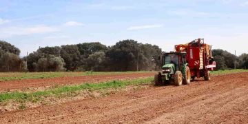 Mallorca’s Potatoes: Ensuring Quality for European Markets
