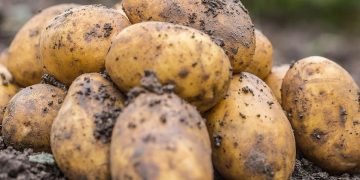 Weather Woes: How Climate Impact Shapes Potato Prices in Brazil